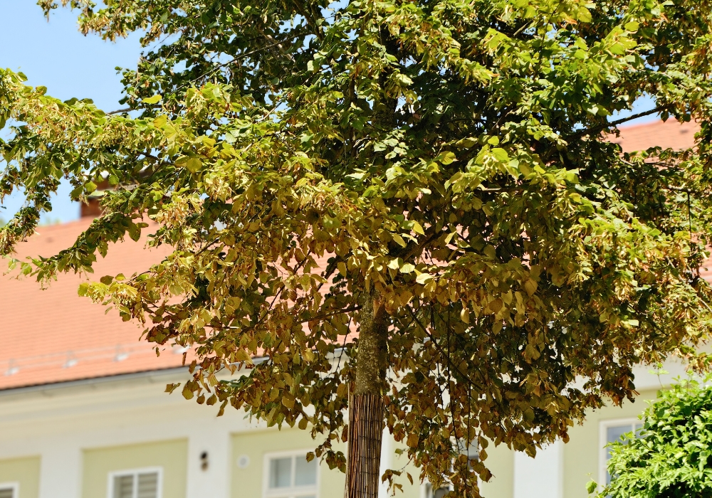 Droogtestress bij bomen