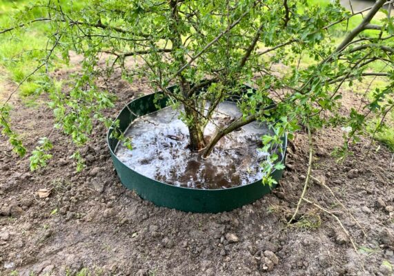 Hoeveel water heeft een boom nodig - Blog GreenMax