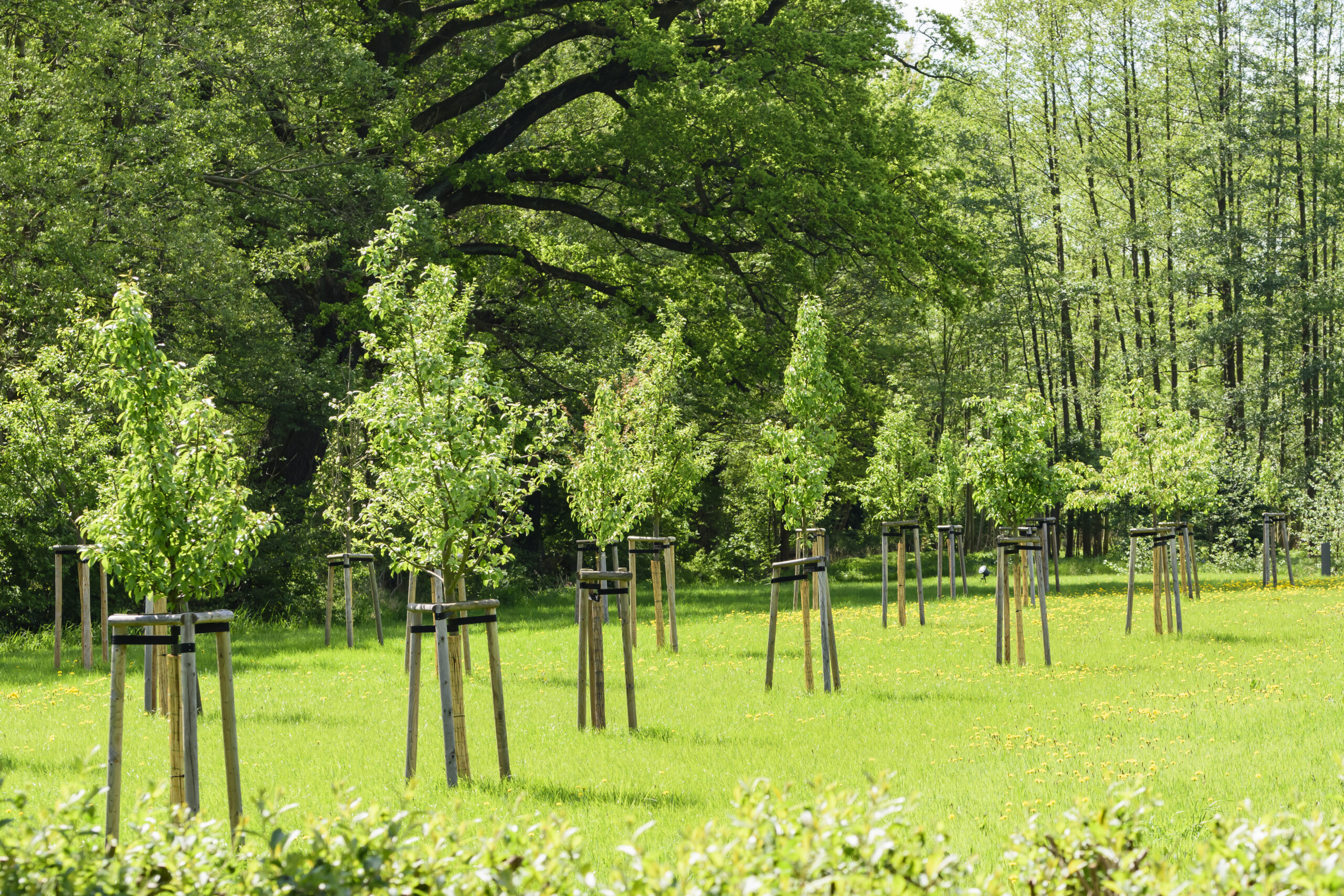Hete droge zomer - bomen