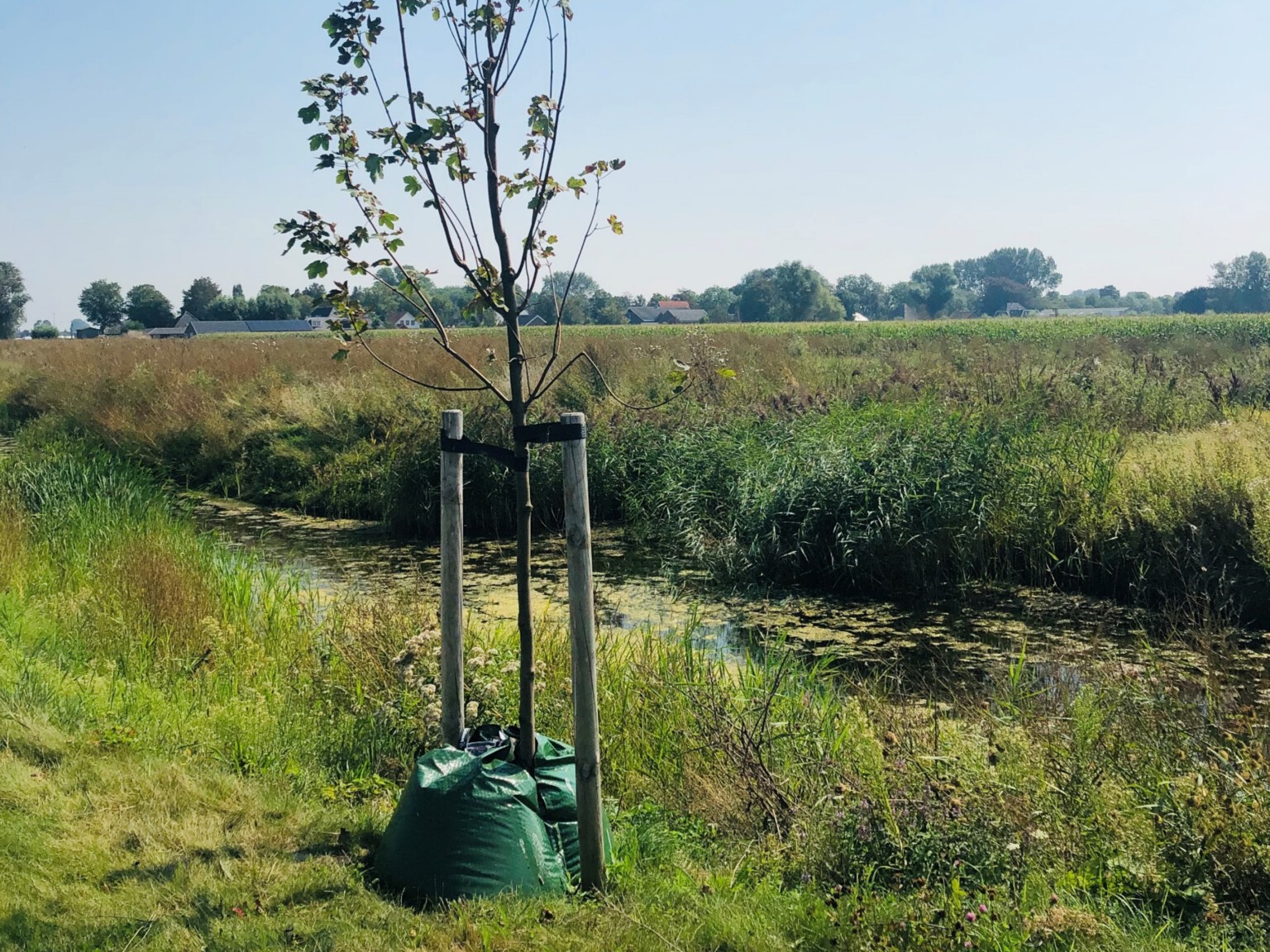 AquaBag for watering Greenmax green solutions