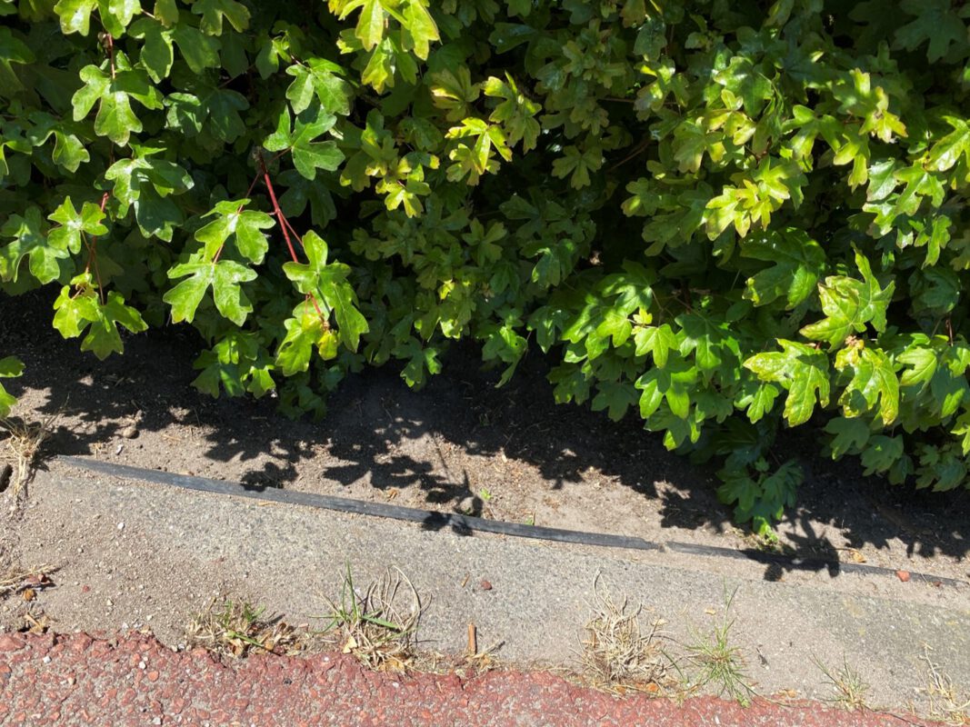 Tree Root Guide | GreenMax green solutions