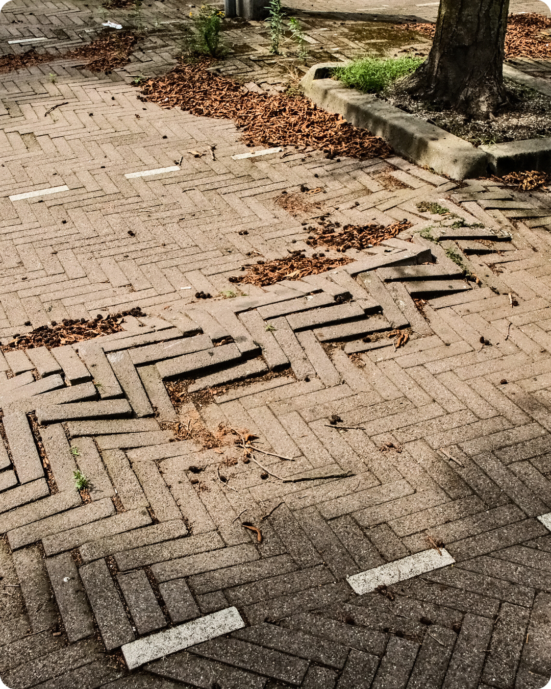 Workshop wortelopdruk voorkomen