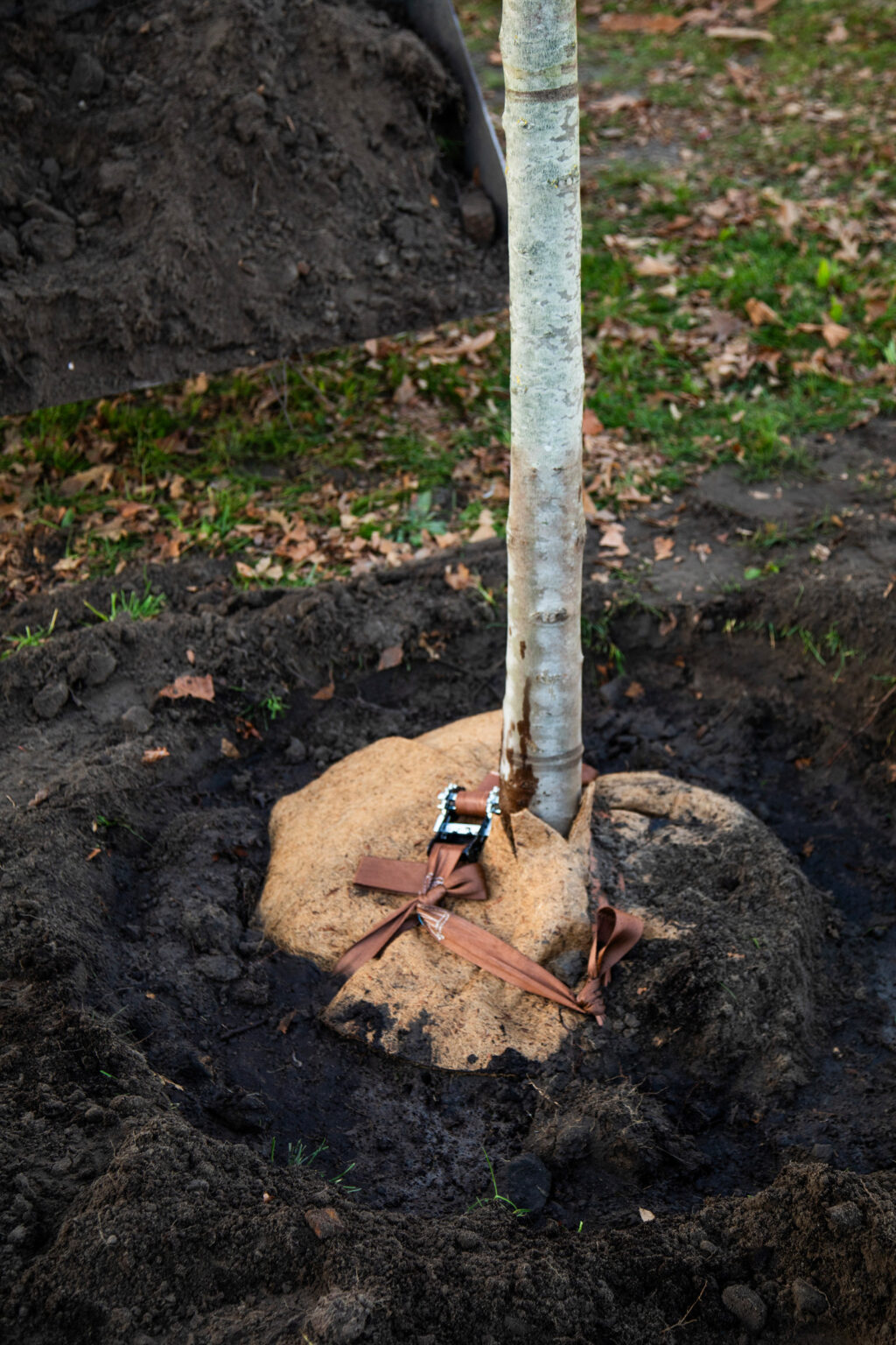 Greenmax Jubileumboom