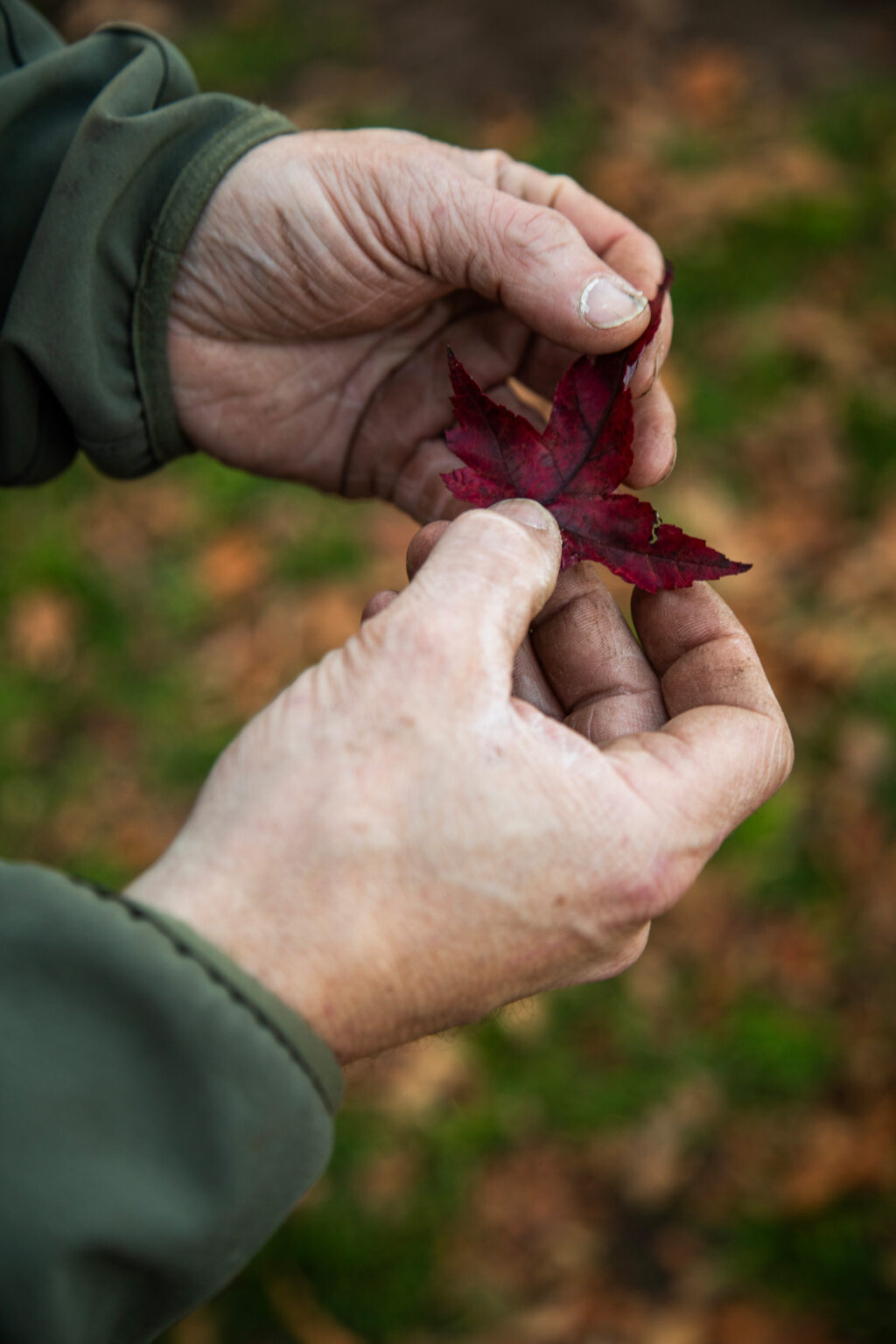 Greenmax Jubileumboom