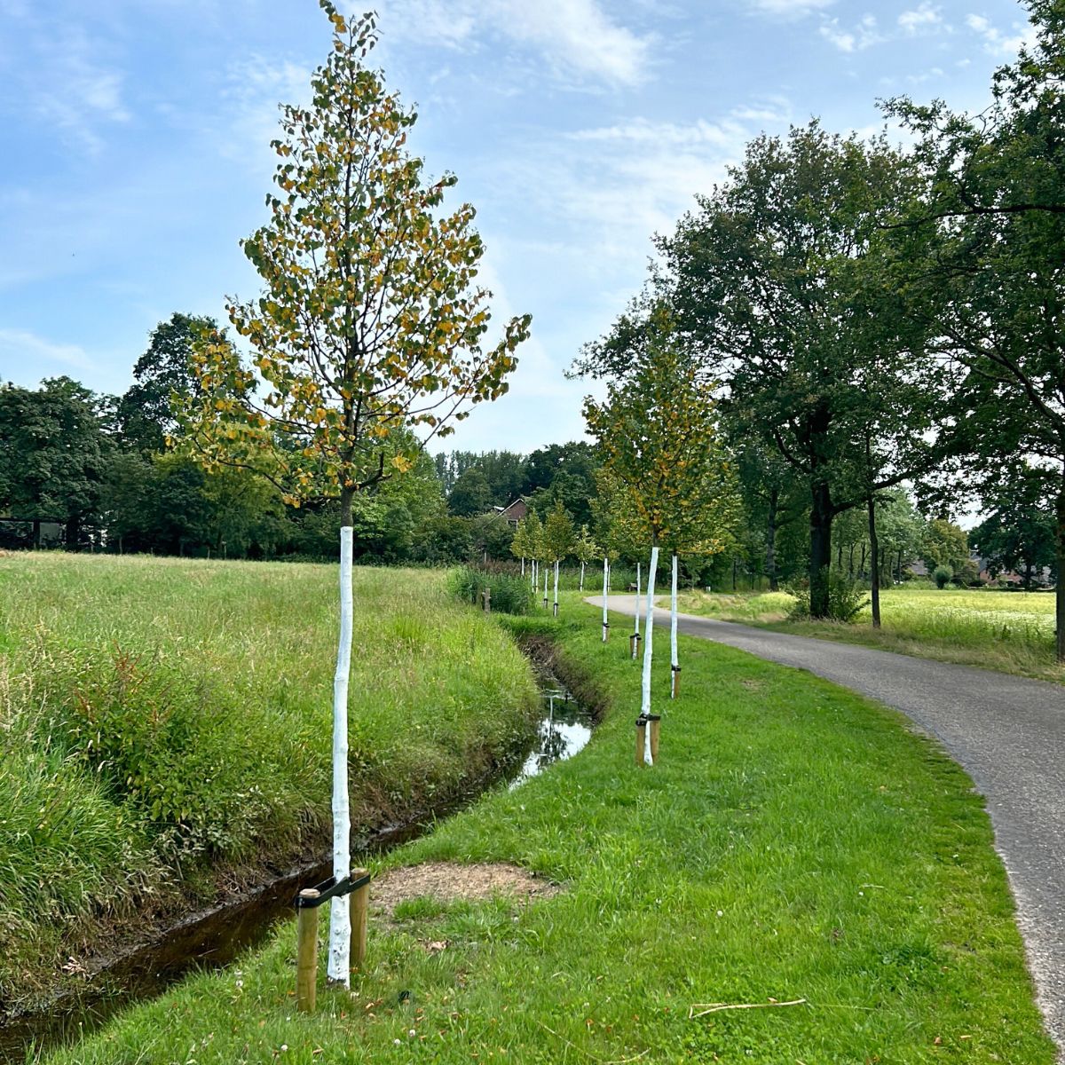 ArboFlex - bescherming tegen zonnebrandschade met witte stambeschermingspasta