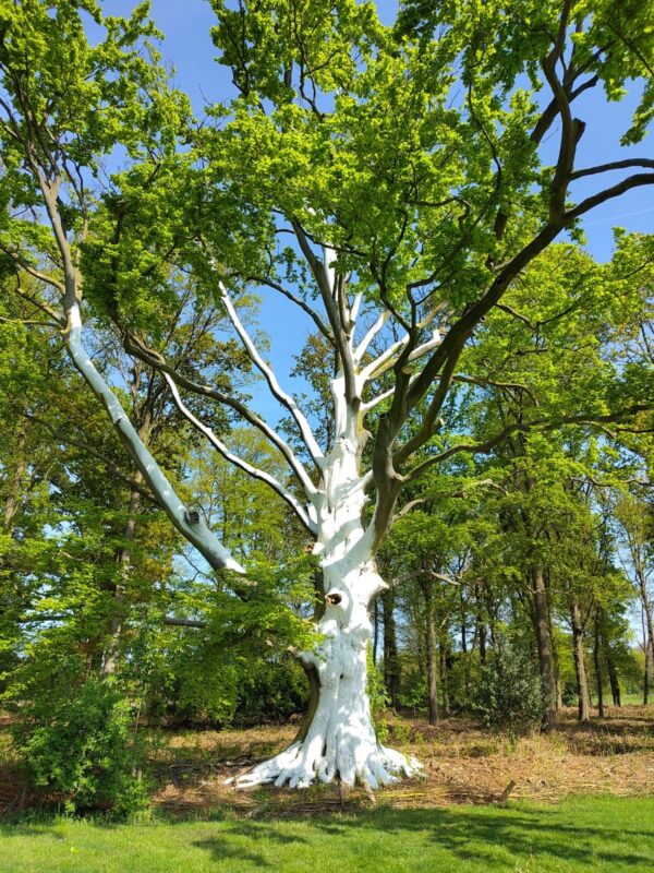 ArboFlex biedt bescherming tegen zonnebrandschade bij bomen