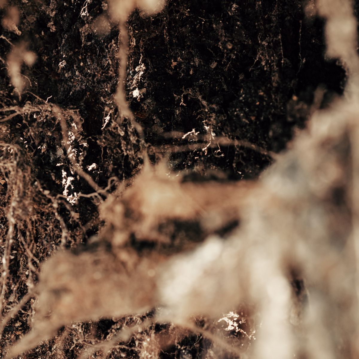 Avengelus - preventie en bescherming tegen schadelijke schimmels