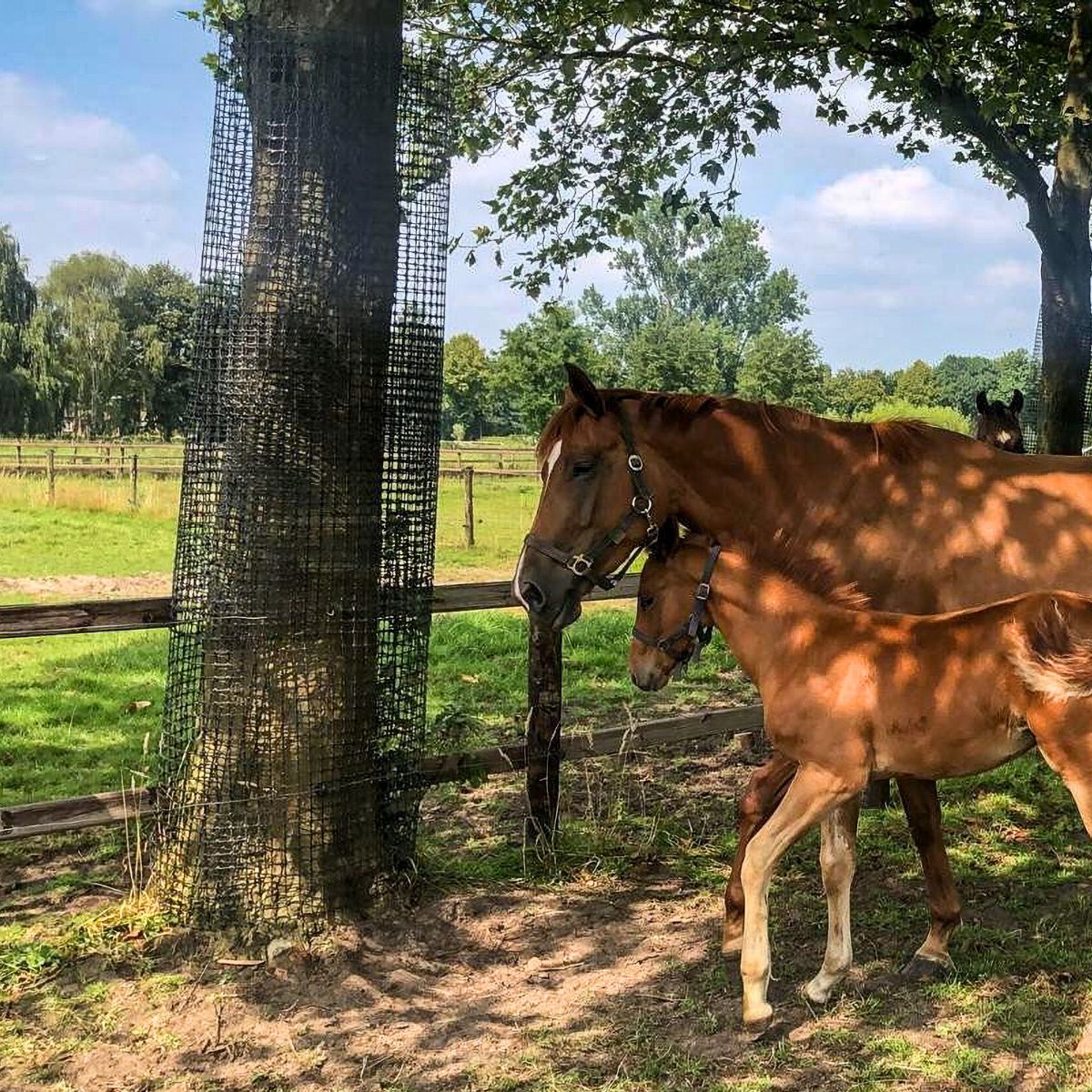 BiteProtect - bescherming tegen wildvraat