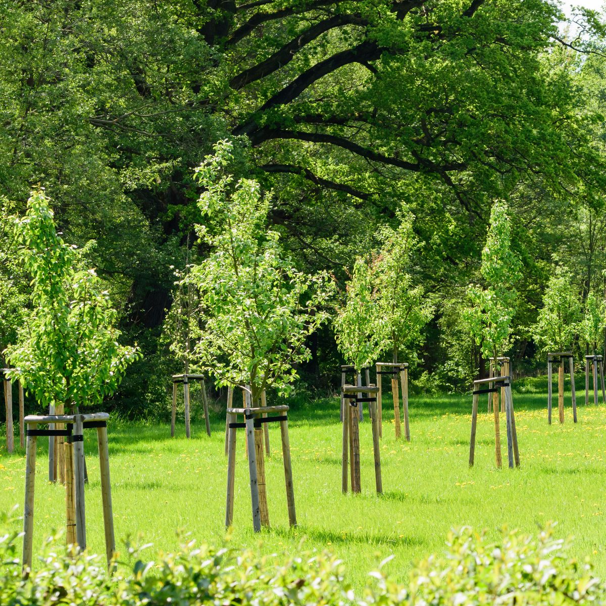 Boombanden - bovengrondse verankering voor stabiele bomen
