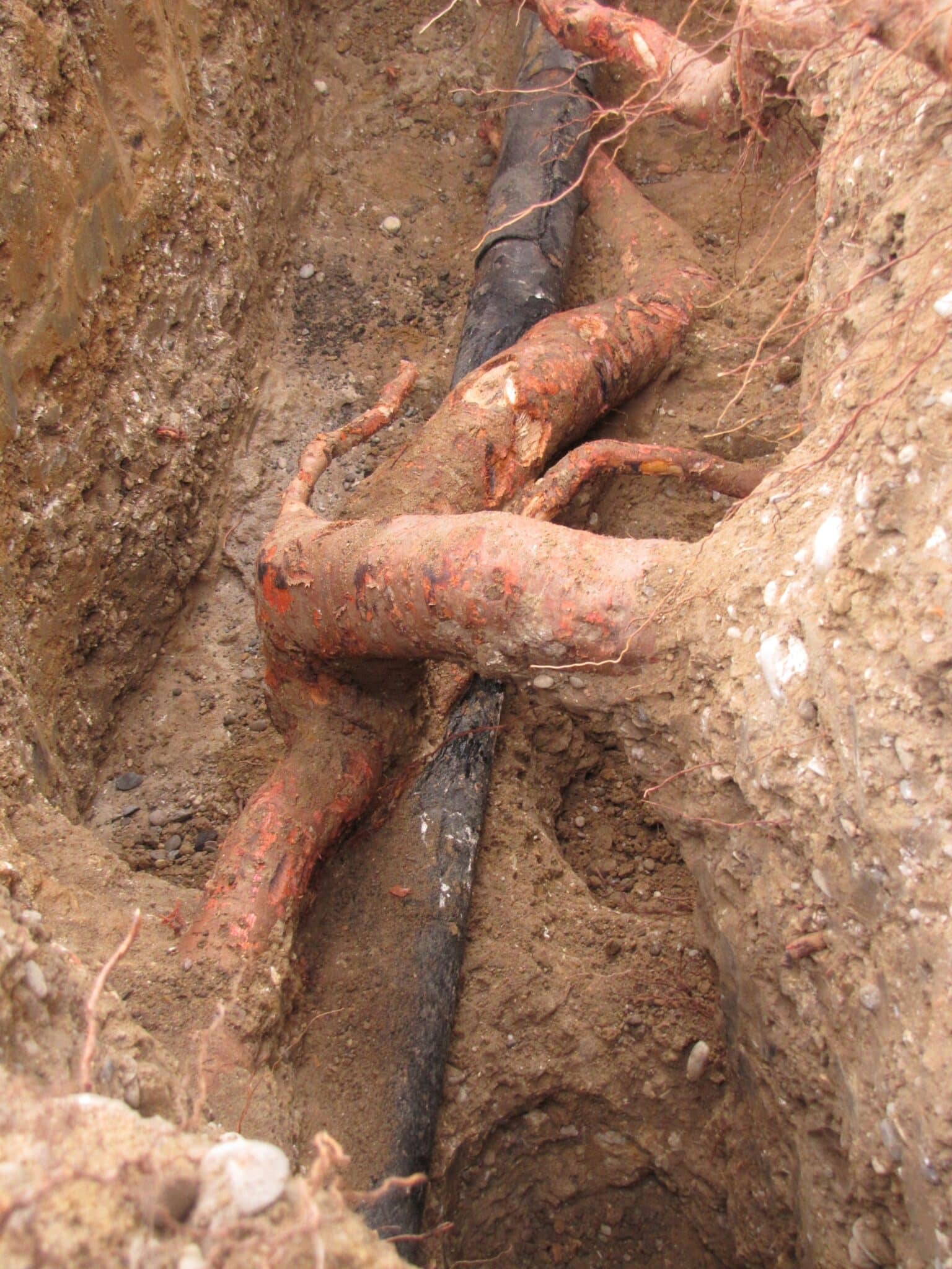 How do you protect cables and pipelines from tree roots?