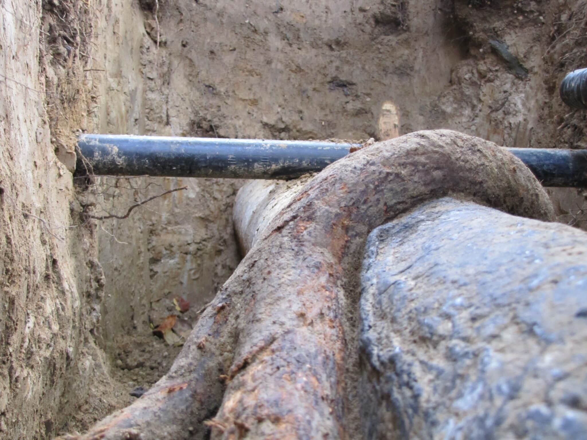 How do you protect cables and pipelines from tree roots?