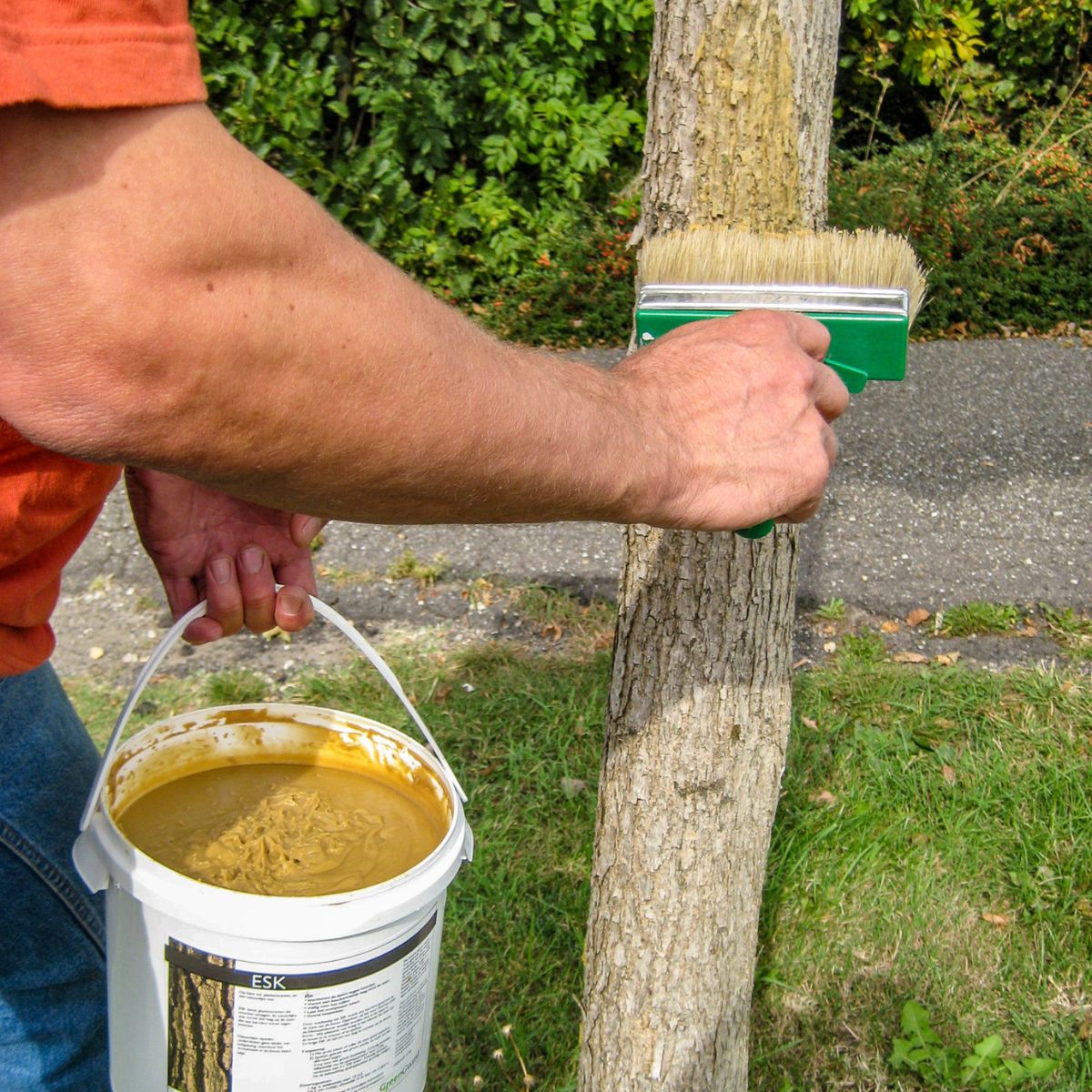 ESK - bescherming tegen de eikenspintkever