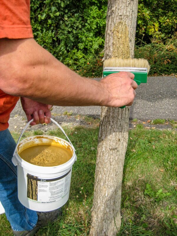 ESK toepassen als bescherming tegen de eikenspintkever