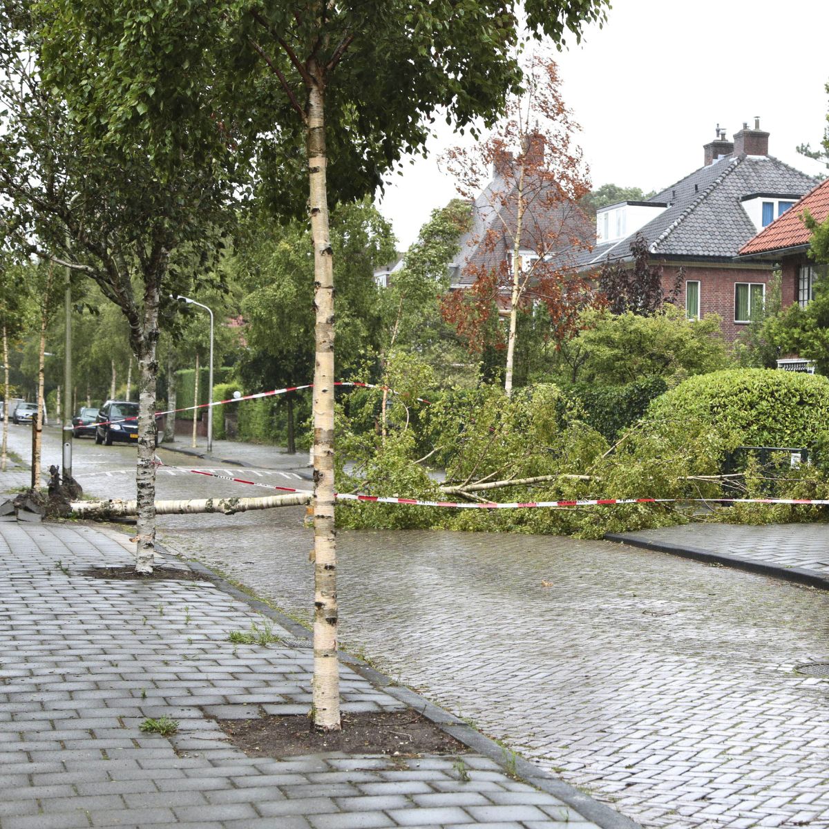 Instabiele bomen vallen om