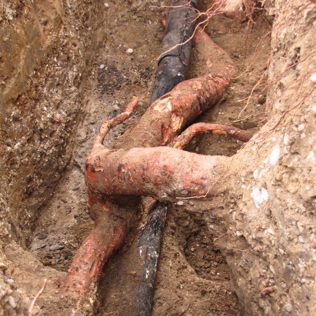 Kabels en leidingen in conflict met boomwortels (1)