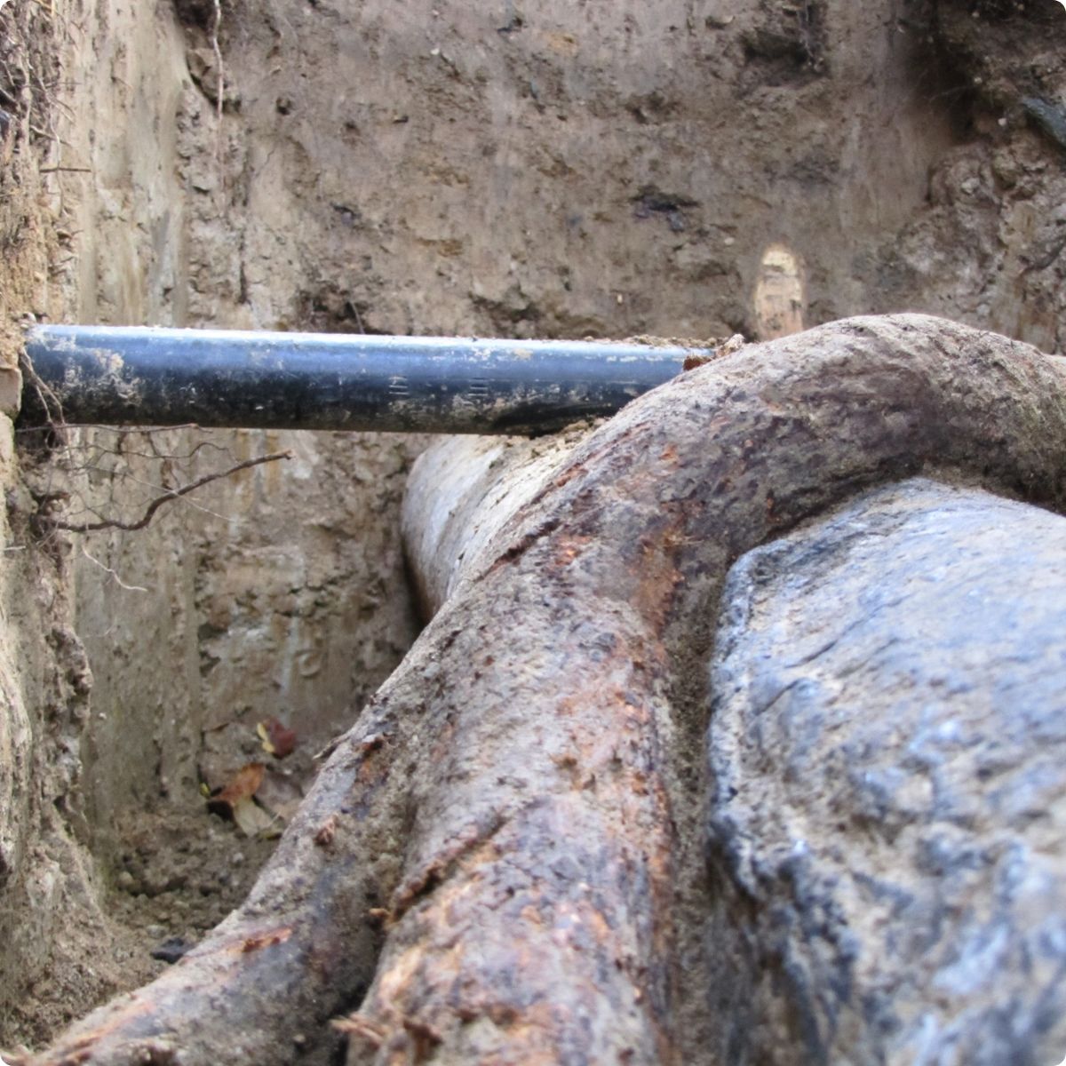 Kabels en leidingen in conflict met boomwortels (2)