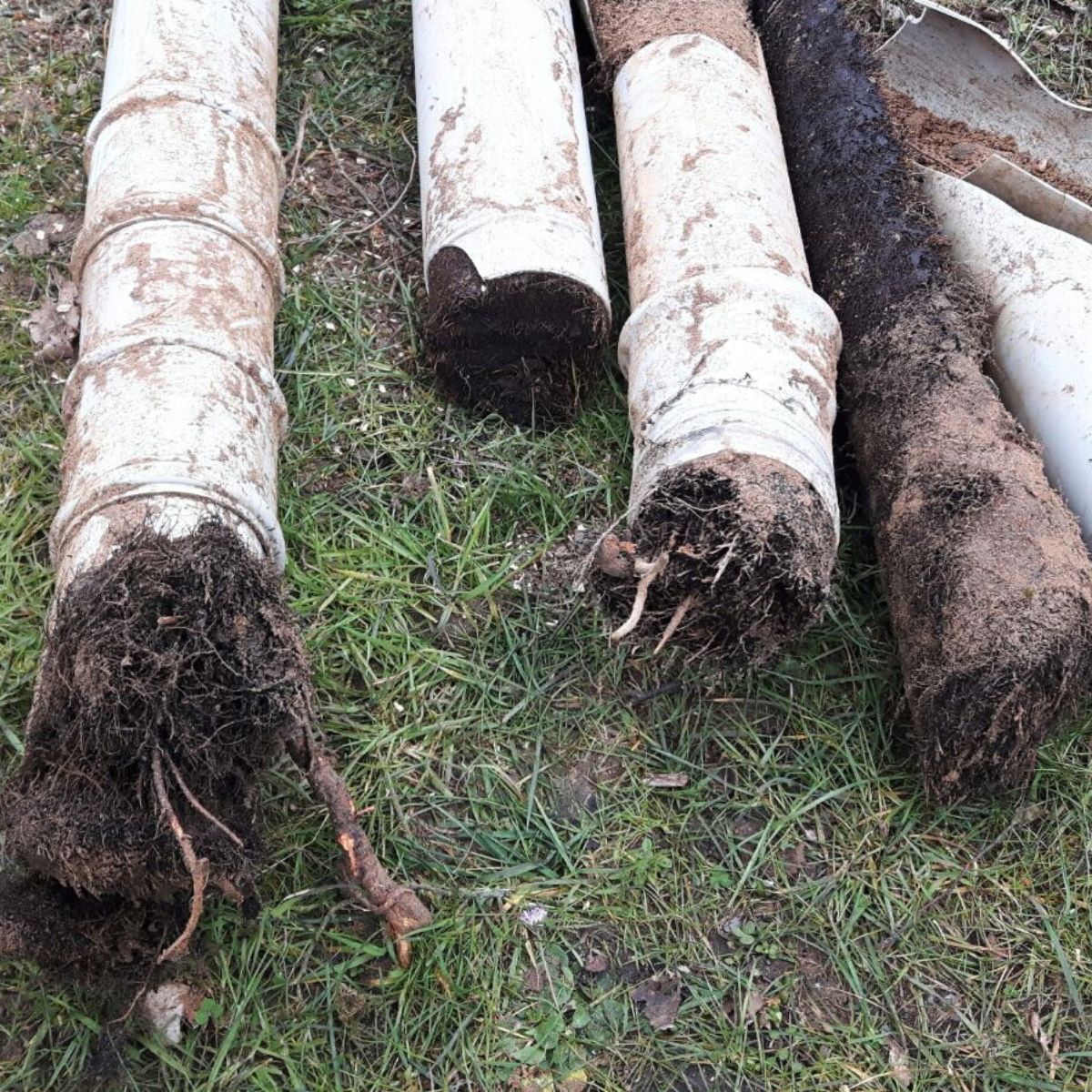 Kabels en leidingen in conflict met boomwortels (4)