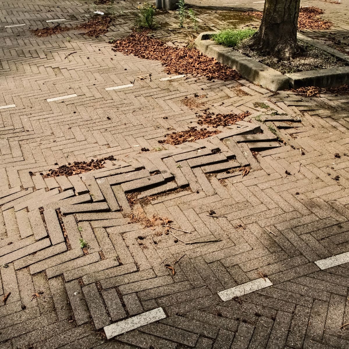 Wortelopdruk - beschadiging aan de bestrating