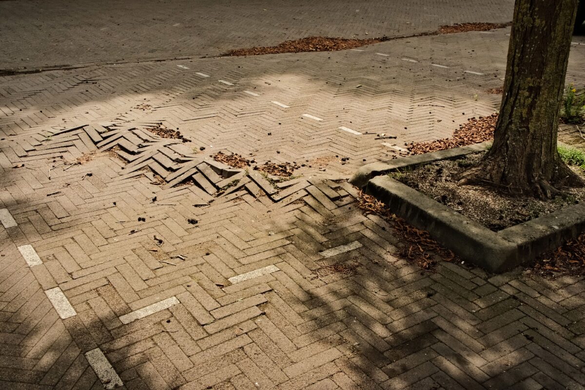 Wortelopdruk en schade aan de verharding door bomen