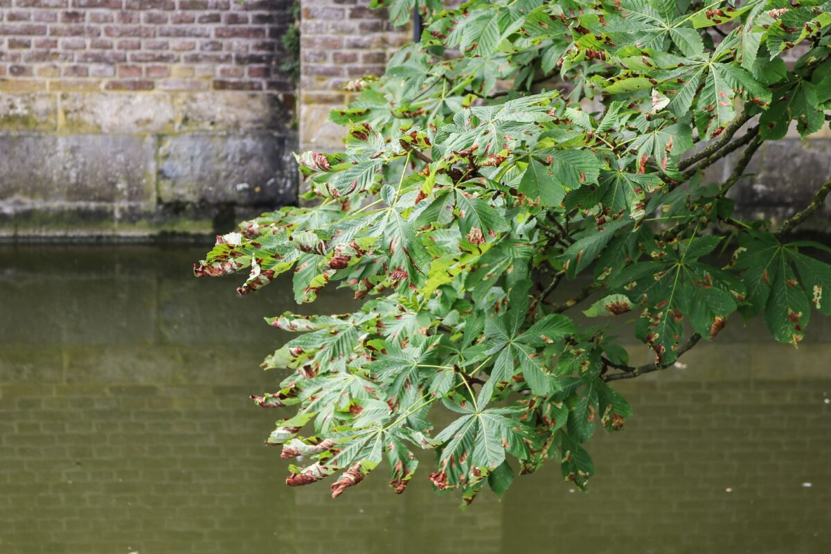 Ziektes en plagen bij bomen