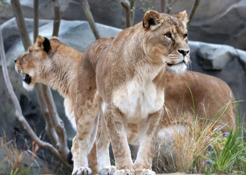 Dierentuin ARTIS Amsterdam - GreenMax (5)