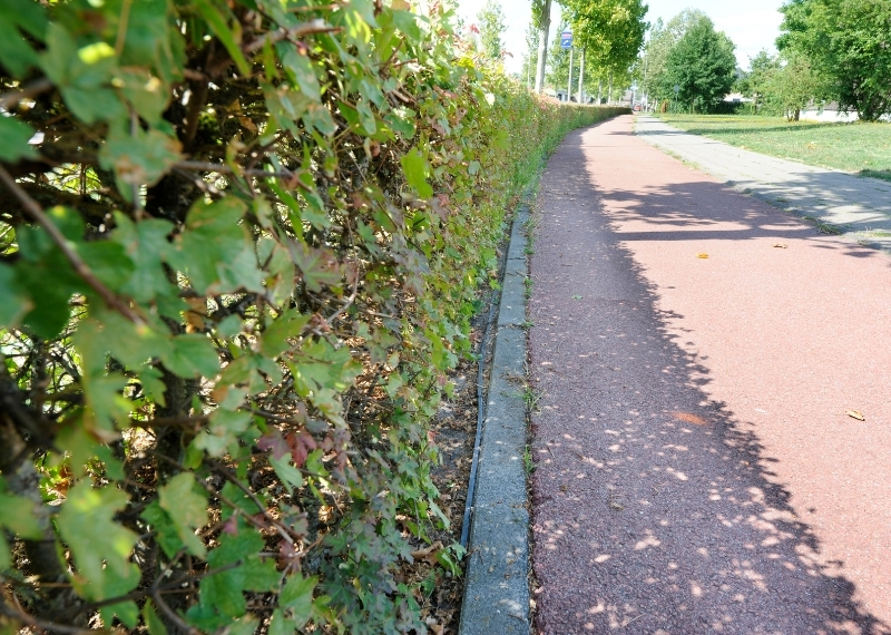 GreenMax root guidance Statenlaan Drunen (4)