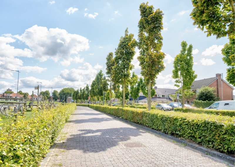 Havenkade Elburg root guidance GreenMax (7)