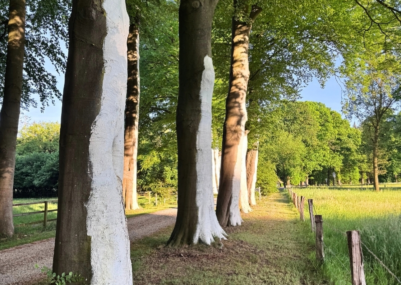 Landgoed Hackfort stambescherming ArboFlex GreenMax (1)