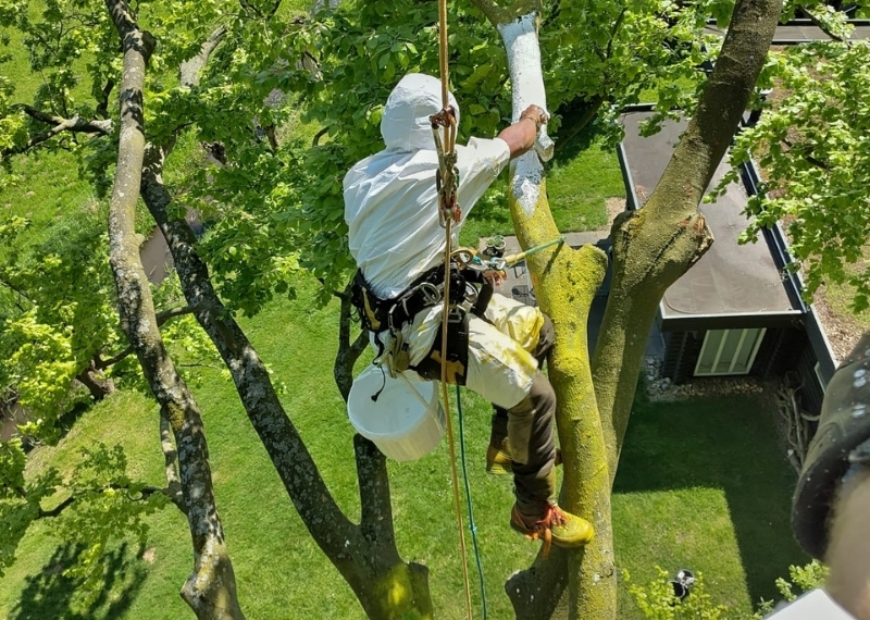 Landgoed Hackfort stambescherming ArboFlex GreenMax (3)