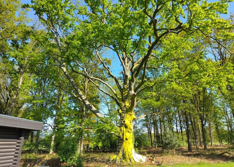 Landgoed Hackfort stambescherming ArboFlex GreenMax (8)