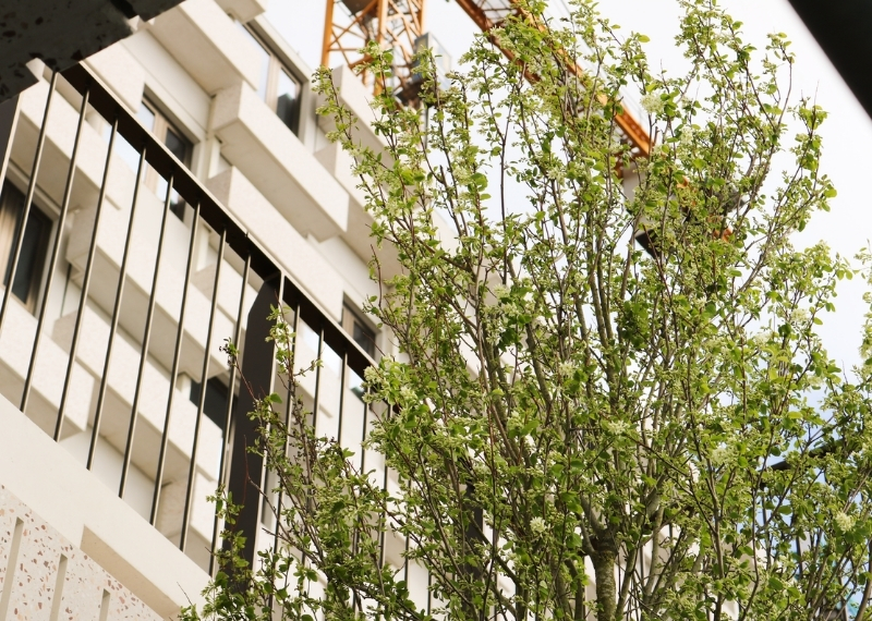 Wonderwoods trees GreenMax - root ball anchoring (1)