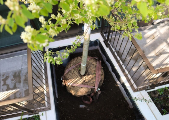 Wonderwoods trees GreenMax - root ball anchoring (2)