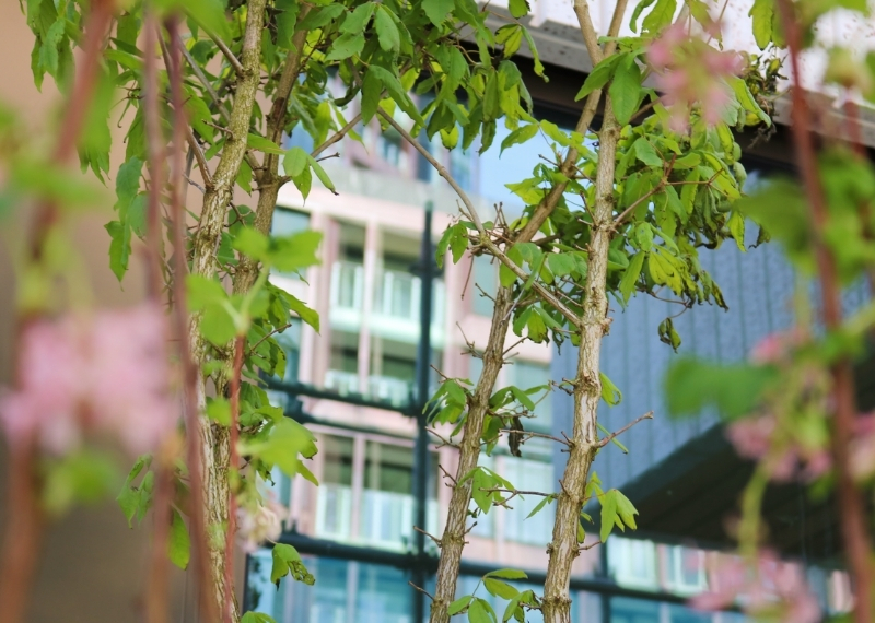 Wonderwoods trees GreenMax - root ball anchoring (3)