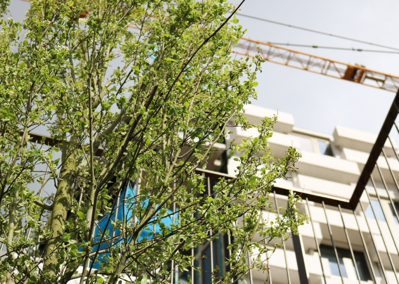 Wonderwoods trees GreenMax - root ball anchoring (5)