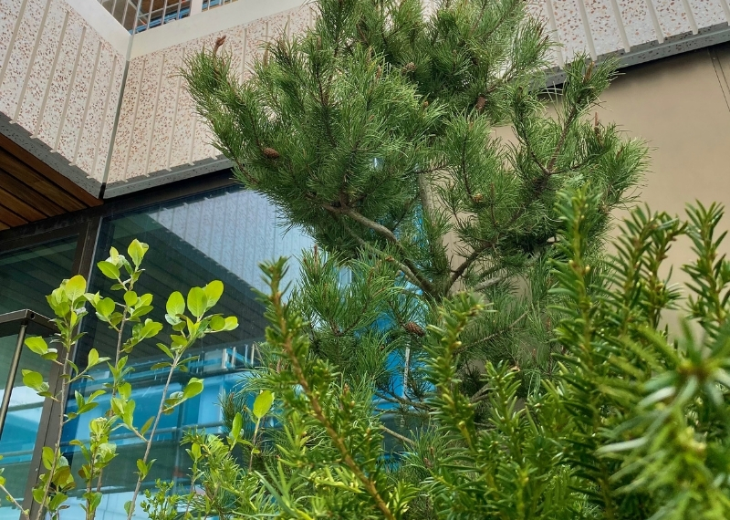 Wonderwoods trees GreenMax - root ball anchoring (7)