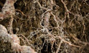 Mycorrhiza als ondersteuning voor bomen met zoutstress (3)