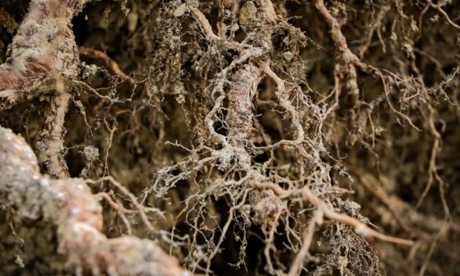 Mycorrhiza als ondersteuning voor bomen met zoutstress (3)