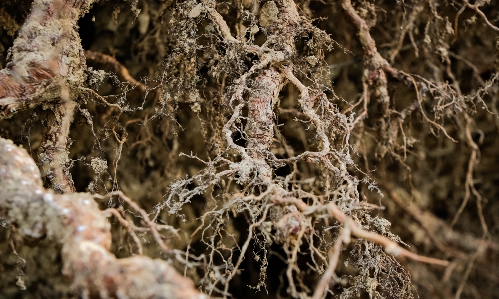 Mycorrhiza als ondersteuning voor bomen met zoutstress (3)