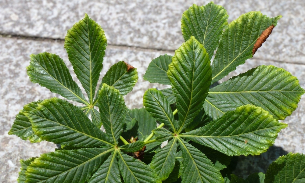 Mycorrhiza als ondersteuning voor bomen met zoutstress (4)