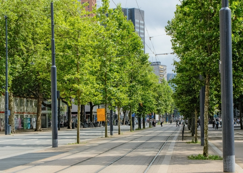 Coolsingel Rotterdam - GreenMax TreeBuilders - TreeParker - reconstruction - revitalising trees (11)