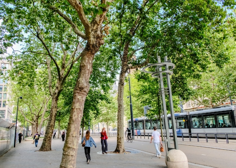 Coolsingel Rotterdam - GreenMax TreeBuilders - TreeParker - reconstruction - revitalising trees