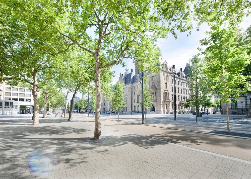 Coolsingel Rotterdam - GreenMax TreeBuilders - TreeParker - reconstruction - revitalising trees
