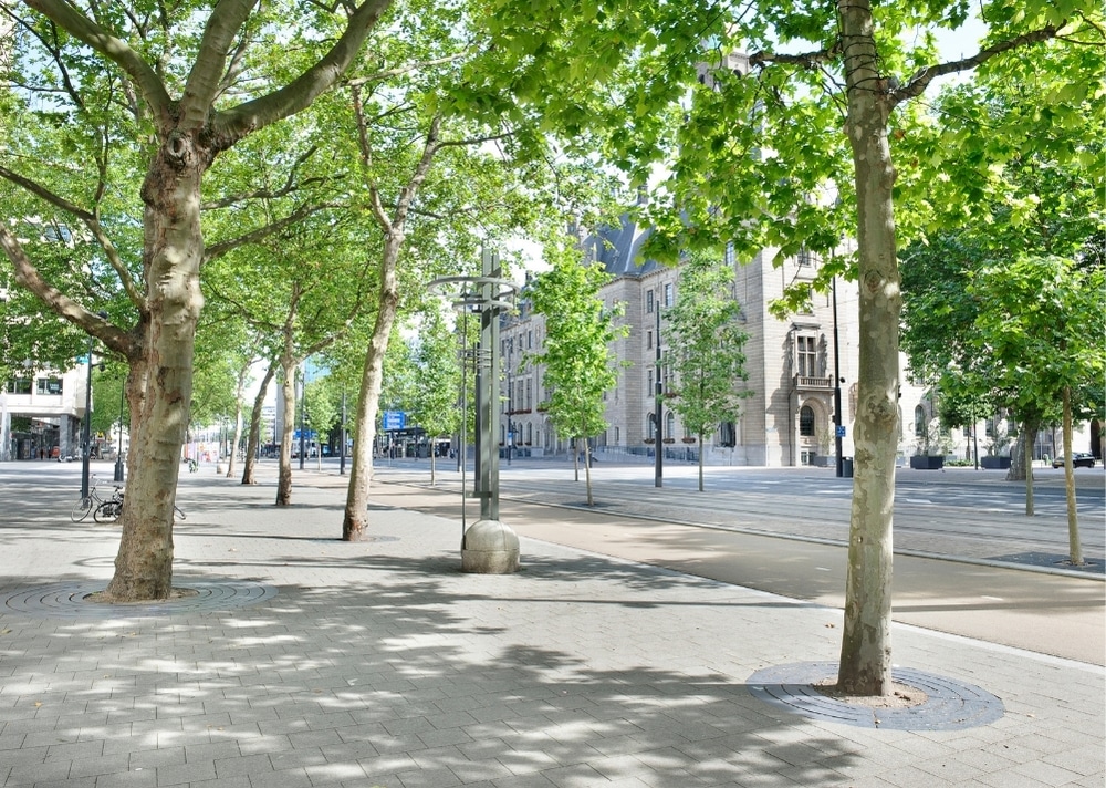 Coolsingel Rotterdam - GreenMax TreeBuilders - TreeParker - reconstruction - revitalising trees