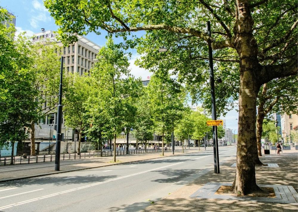 Coolsingel Rotterdam - GreenMax TreeBuilders - TreeParker - reconstruction - revitalising trees