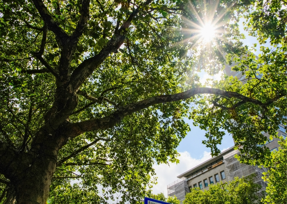 Coolsingel Rotterdam - GreenMax TreeBuilders - TreeParker - reconstruction - revitalising trees