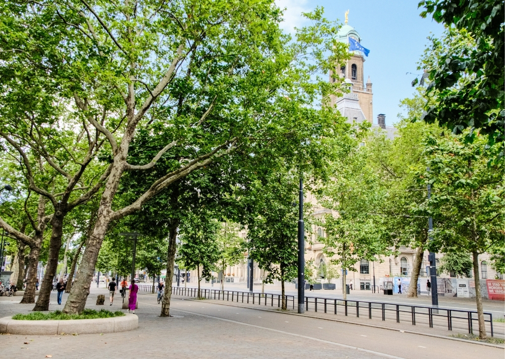 Coolsingel Rotterdam - GreenMax TreeBuilders - TreeParker - reconstruction - revitalising trees