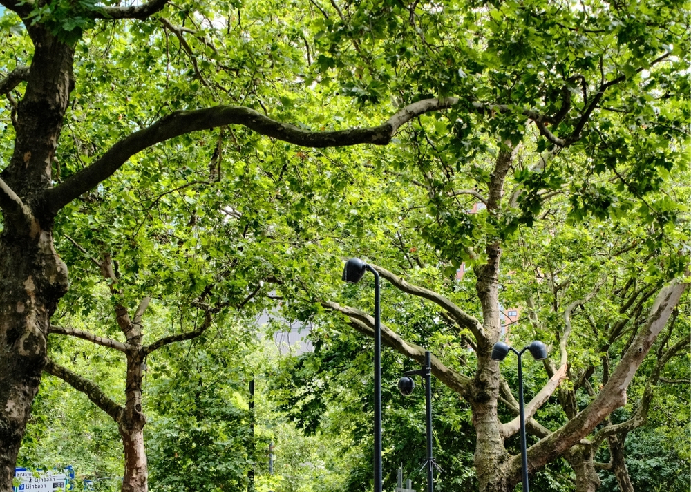 Coolsingel Rotterdam - GreenMax TreeBuilders - TreeParker - reconstruction - revitalising trees