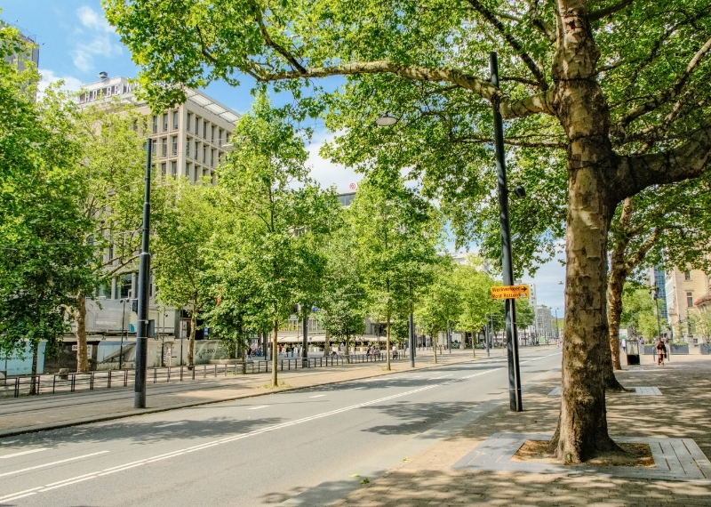 Coolsingel Rotterdam - GreenMax TreeBuilders - TreeParker - reconstruction - revitalising trees (4)