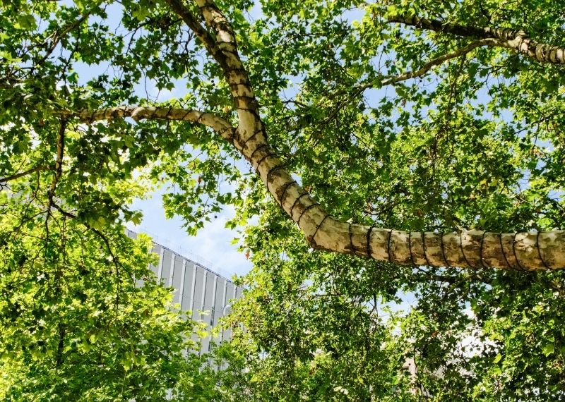 Coolsingel Rotterdam - GreenMax TreeBuilders - TreeParker - reconstruction - revitalising trees