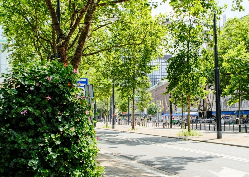 Coolsingel Rotterdam - GreenMax TreeBuilders - TreeParker - reconstruction - revitalising trees